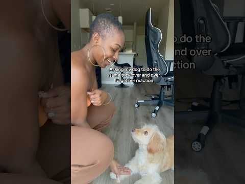 #shorts #dog