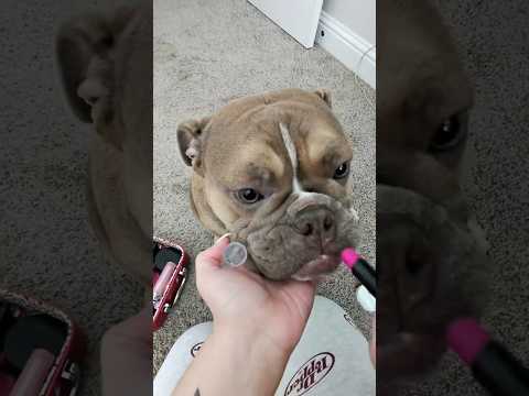 ASMR Doing My Girly Girl English Bulldog Makeup 💄 #asmrperls #asmrmakeup #englishbulldog