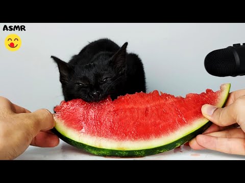 Cat Eating Watermelon ASMR 🍉