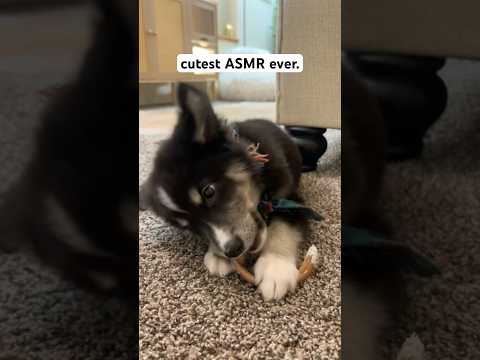He was so tiny 😭 the cutest little thing I ever did see 🤗❤️ #littlebear #puppy #babymoo #asmr