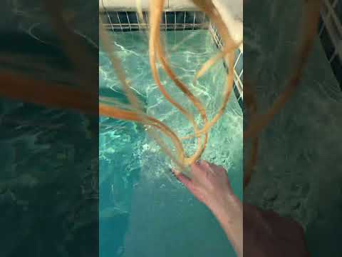 1 min of asmr at the pool #lofiasmr #asmr #relax