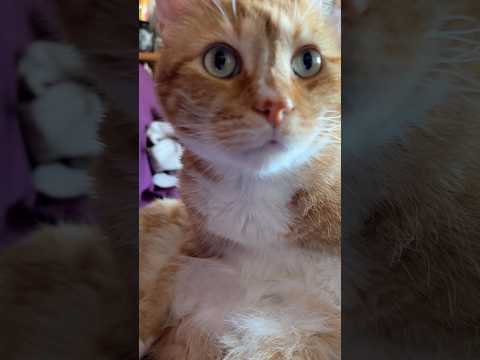 Cat Grooming ASMR #asmr #shorts