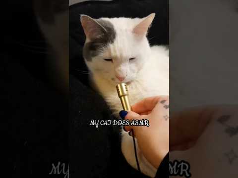 My Cat Does ASMR