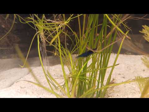 Fishtank Cam