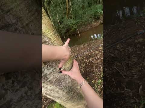 Asmr quiropraxia na árvore #asmr #relax #visualtingle #mouthsounds