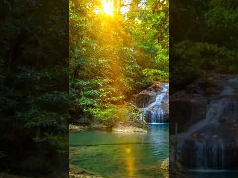 Relaxing Birds - Nature Sound * Relaxation #relaxingbirdsounds  #relaxingsounds