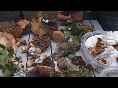 ASMR Mushroom Foraging in Telluride 🍄 Soft Spoken/Whispered Vlog