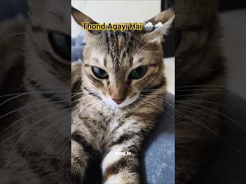 Thand Agayee Hai Shorts video 😺🤗😍 #shorts #comedy #funny #cat #viral #catworld