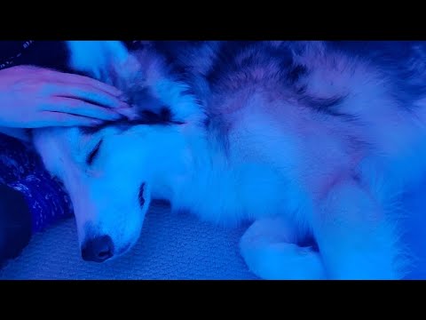 ASMR Relaxing My Dog🐾 | petting, dog eating, whispering, hair play