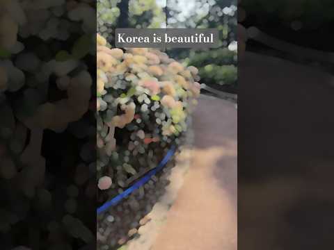 #korea #hydrangea