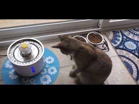 ⛲ Kitty Cat Water Fountain! ⛲