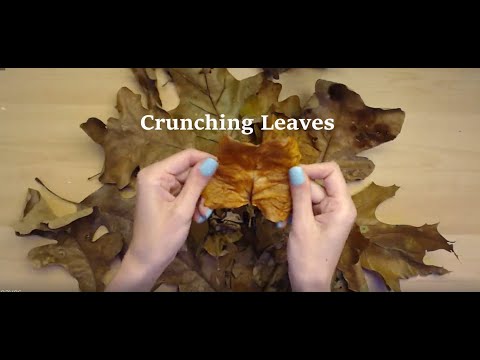 ASMR [Crunching Leaves for Sleep] | No Talking