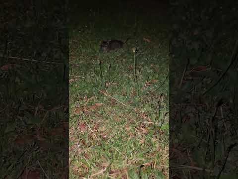 met a rat #nightwalk #rat #animals #asmr #asmrsounds #fyp #foryoupage #shorts #viral #wildlife