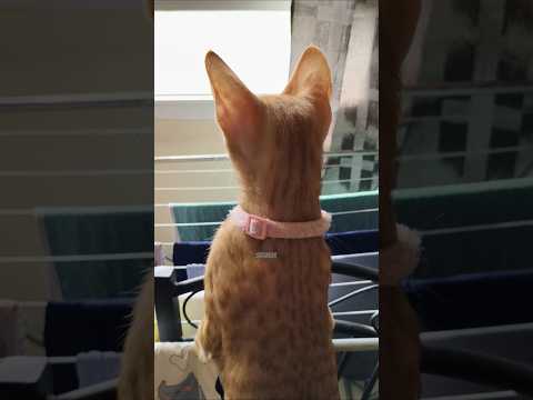 Simba 😍 #shorts #cat #kitten #kitty #speedsong #song #music