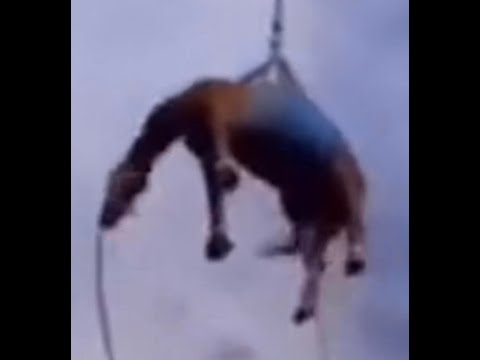 LIVE HORSE SUSPENSION ASMR