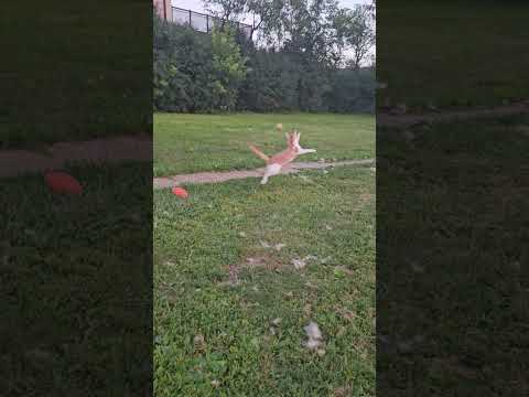 Jaydyn loves fetch