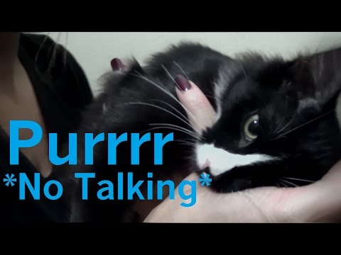 ASMR meet my new kitten! *no talking, purring, crinkles,massage*