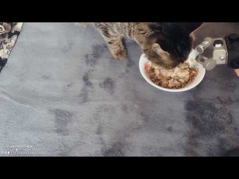 MIAOW ASMR猫的吃播Cat eating canned food🐱