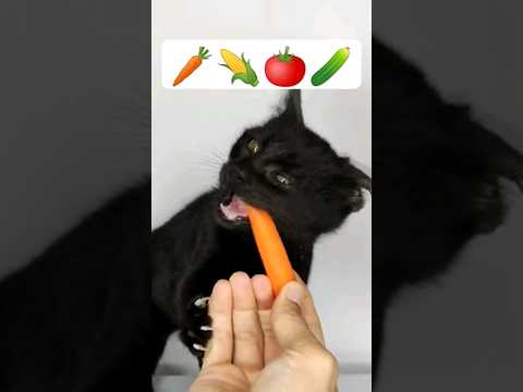 cat asmr 🥕🌽🍅🥒🥬