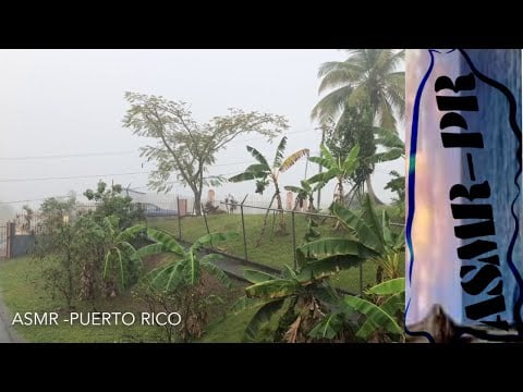 Tropical Rain and Wind | Puerto Rico Nature Sounds | Calm Relaxation ASMR
