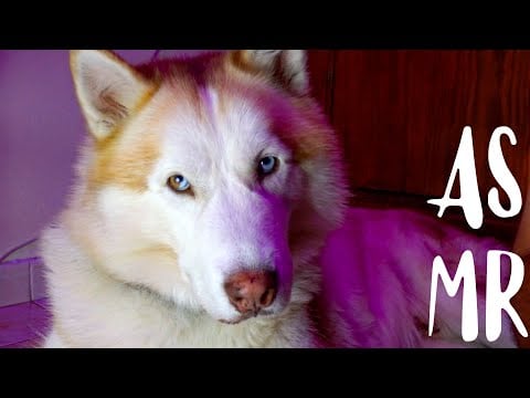 ASMR con mi PERRO (husky siberiano, scratching, whispers)!!! 😴🐺 🐺