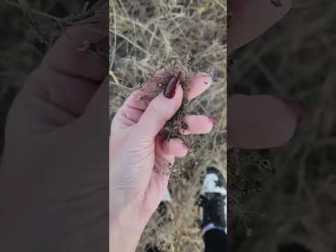 asmr outside #asmr #shorts