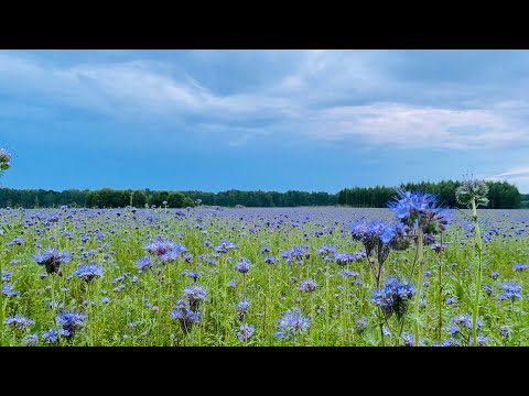 ✨||АСМР ПРОГУЛКА ПО ДЕРЕВНЕ|| ASMR VILLAGE||✨