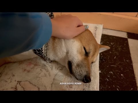 ASMR Petting My Puppies to Sleep 🌙✨ Belly Rubs & Head Pats in the Night
