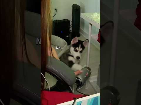 The goodest boy ever #asmr #asmrvideo #asmrsounds #tingles #sleep #puppy #husky #siberianhusky #pet