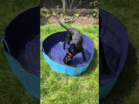 Dog playing in water - Cooling sounds on a hot day #dog #furry #labrador #asmr