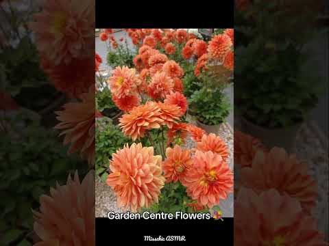 ASMR Garden Centre Flowers & Bird Sounds for Sleep 🌼 #asmrsounds #naturesounds #flowers #gardening