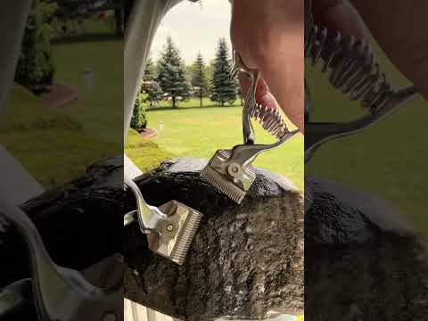 ASMR Giving A Rock A Haircut #asmr