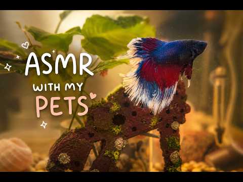 Asmr but with my pets (bad quality)