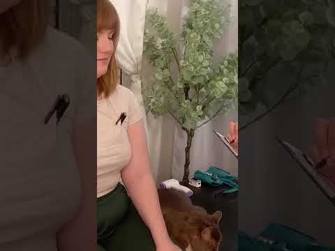 The purr or the breath - which did you love? #asmr #relax #satisfyling
