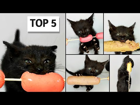 TOP 5 Kitten ASMR Eating Sausage Compilation