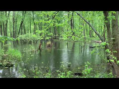 Take a serene walk through the woods in the rain