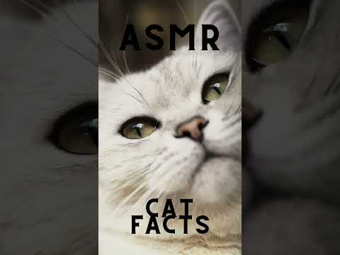 ASMR Cat facts Up-Close whispers #shorts