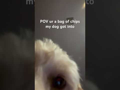 POV you’re a bag of chips my dog got into