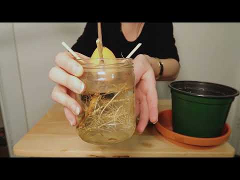 ~Indoor Gardening ASMR Whispering 🥑🌱~ Moving Avocado Seed from Water to Soil