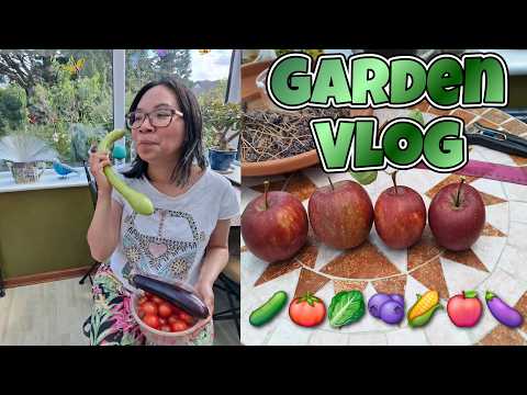 ASMR Fruit & Vegetable Garden Vlog (soft spoken ish) 🍅 September 2026 Update 🌽