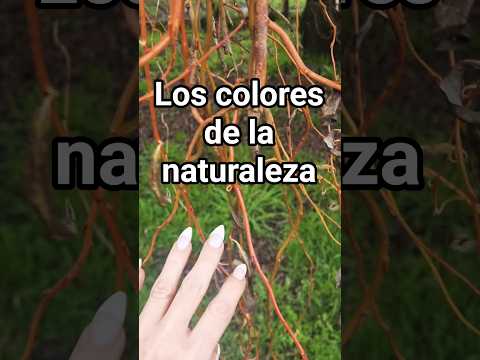 asmr afuera #asmr #visualtingle #tingles #mouthwhisper