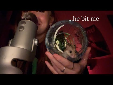 my hamster and i do asmr (and he kinda hated it)