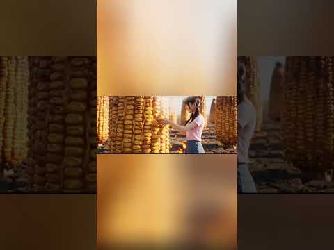 Corn world #asmrsounds #asmrvideo