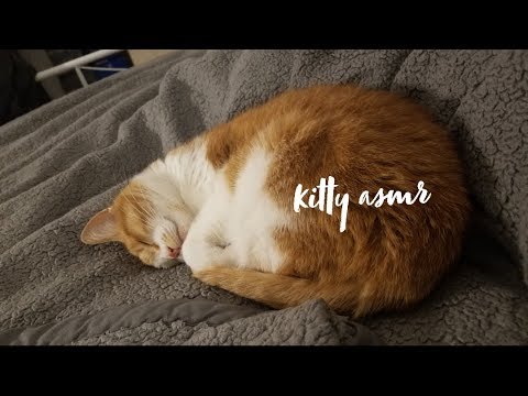 ASMR ~ meet my cat, Pumpkin