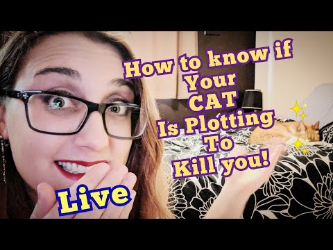 ASMR LIVE ~ How To Know If Your CAT is Plotting to Kill You