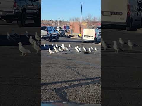 WHO WANT TO  DONATE FOOD FOR THEM#birds #everyone #shortsfeed #food