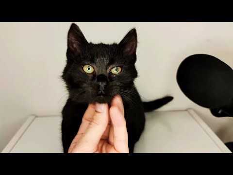 Black Cat Massage and Happy Purring ASMR