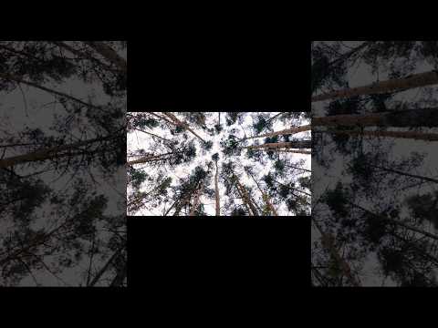 FOREST🌲 RELAXATION FOR MIND #relaxationsounds #deepsleep #relaxingmusic #relaxing #forest