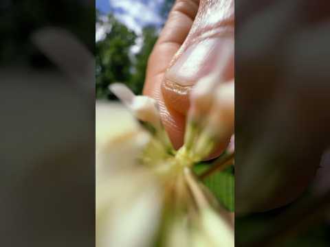Micro asmr #asmr #raeasmr #visualasmr #visualtriggers #upclose #microasmr #nature