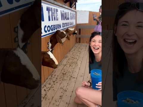 Best Day Ever 🐐🥰🙈#GoatKiss #FunnyAnimals